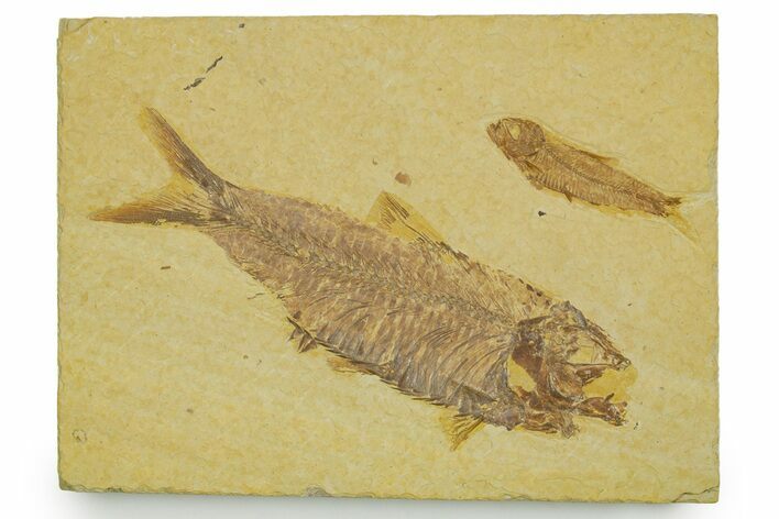 Plate With Two Fossil Fish (Knightia) - Wyoming #373823